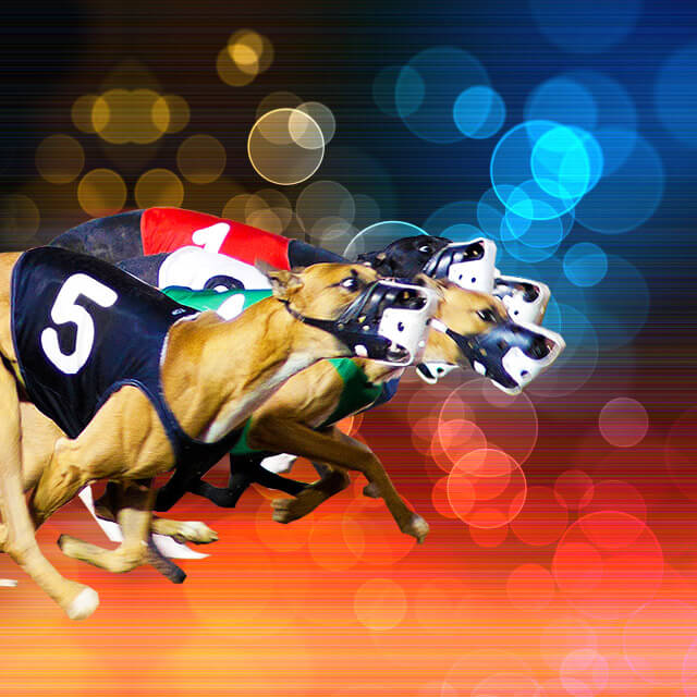 Milton Keynes Greyhound Stadium